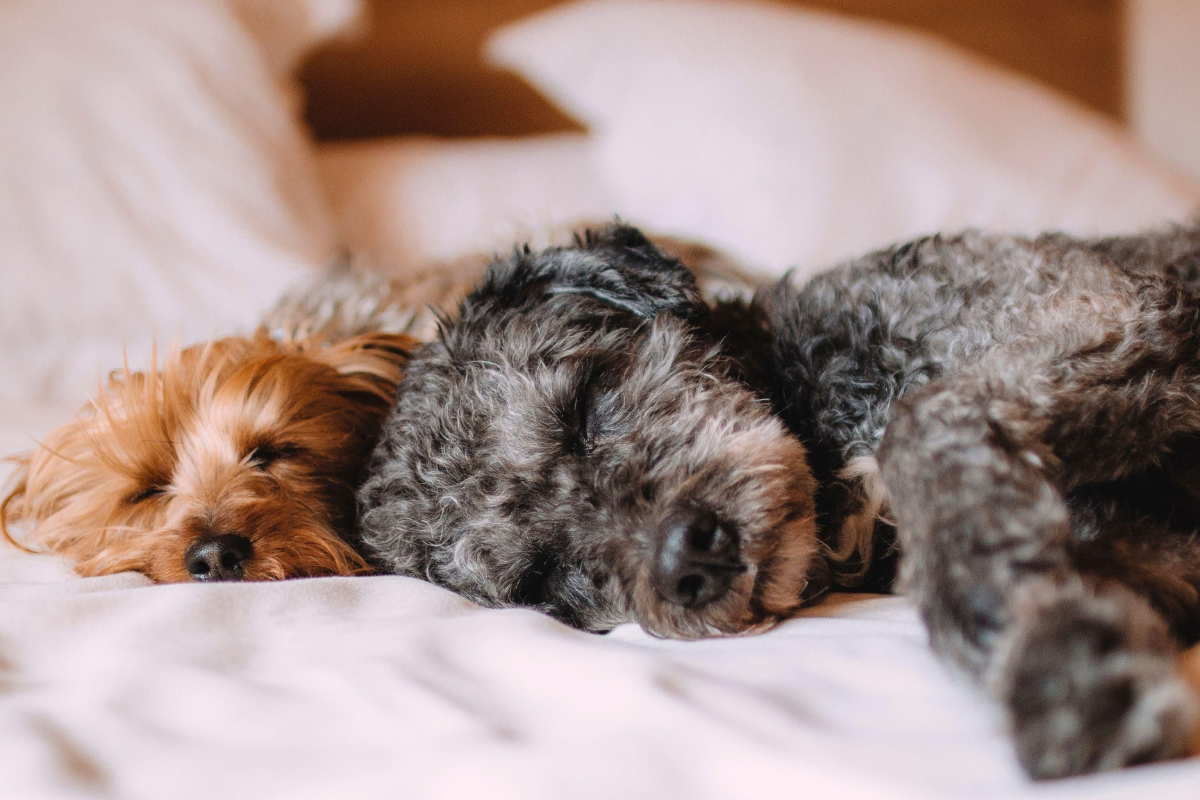 Dog Friendly hotel Padworth, Berkshire.